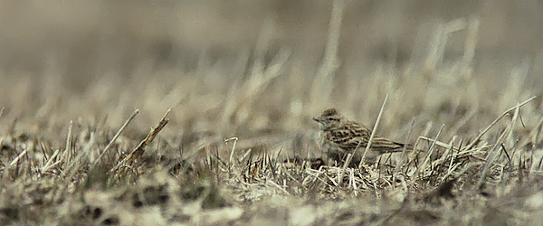 Lyhytvarvaskiuru, Greater Short-toed Lark, Calandrella brachydactyla